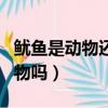 魷魚是動物還是生物（魷魚和鯊魚是同一類動物嗎）