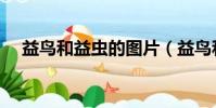 益鳥和益蟲的圖片(益鳥和益蟲有哪些)