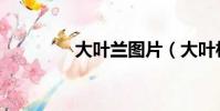 大葉蘭圖片(大葉杜鵑花)