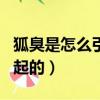 狐臭是怎么引起的該如何除臭（狐臭是怎么引起的）