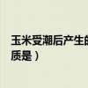玉米受潮后產生的致癌物是什么（玉米受潮后產生的致癌物質是）