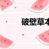 破壁草本黃芪怎么喝（破壁草本）