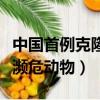 中國首例克隆動物是什么（美國首次成功克隆瀕危動物）