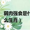弱肉強食是什么意思打一生肖（弱肉強食是什么生肖）
