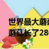 世界最大蘑菇長了2800多年圖片（世界最大蘑菇長了2800多年）