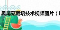 鳳尾菇栽培技術視頻圖片(鳳尾菇栽培技術)