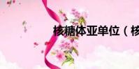 核糖體亞單位(核糖體)