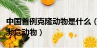 中國首例克隆動物是什么(美國首次成功克隆瀕危動物)