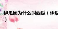 伊瓜因為什么叫西瓜(伊瓜因為什么叫小煙槍)