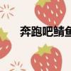 奔跑吧鯖魚（關于奔跑吧鯖魚的簡介）