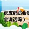 虎皮鸚鵡會說話嗎怎么教會它說話（虎皮鸚鵡會說話嗎）