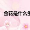 金花是什么生肖的代號（金花是什么生肖）