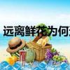 遠離鮮花為何還過敏（遠離鮮花為何還過敏）