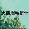 火燒眉毛是什么意思（火燒眉毛是什么生肖）