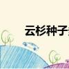 云杉種子多少錢一公斤（云杉種子）