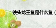 鐵頭龍王魚是什么魚(鐵頭龍王)