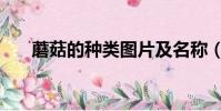 蘑菇的種類圖片及名稱(蘑菇的種類)