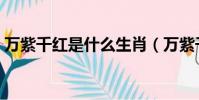 萬紫千紅是什么生肖(萬紫千紅是什么生肖)