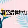 夏至后栽種紅薯不結紅薯（夏至后栽種紅薯）