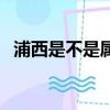 浦西是不是屬于老上海人（浦西是什么梗）