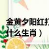金黃夕陽紅打一動物生肖（早上金黃夕陽紅是什么生肖）