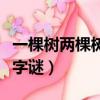 一棵樹兩棵樹打一字謎底（一棵樹兩棵樹打一字謎）