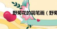 野菊花的簡筆畫(野菊花的功效)