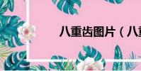 八重齒圖片(八重齒)