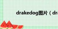 drakedog圖片(drakedog)