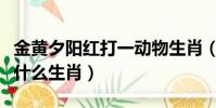 金黃夕陽紅打一動物生肖(早上金黃夕陽紅是什么生肖)