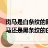 斑馬是白條紋的黑馬還是黑條紋的白馬（斑馬是白條紋的黑馬還是黑條紋的白馬）