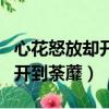 心花怒放卻開到荼蘼是什么意思（心花怒放卻開到荼蘼）