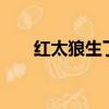 紅太狼生了4個孩子（紅太狼生孩子）