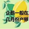 企鵝一般在幾月份產卵?(626)（企鵝一般在幾月份產卵）
