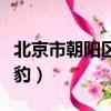 北京市朝陽區大悅城金錢豹（朝陽大悅城金錢豹）