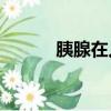 胰腺在人體的哪個部位有插圖？