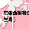東張西望看動靜打一肖（東張西望很緊張打一生肖）