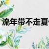 流年帶不走夏傷講的什么（流年帶不走夏傷）