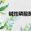 堿性磷酸酶（關于堿性磷酸酶的介紹）