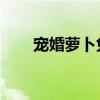 寵婚蘿卜兔子小說（寵婚 蘿卜兔子）