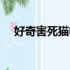 好奇害死貓電視欄目（好奇害死貓欄目）