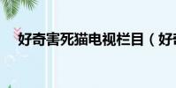 好奇害死貓電視欄目(好奇害死貓欄目)