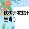 鐵樹開花指什么意思打一生肖（鐵樹開花打一生肖）
