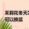 茉莉花冬天怎么養才能安全過冬?冬天茉莉花可以換盆