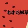 老牛吃嫩草怎么解釋（老牛吃嫩草txt）