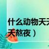什么動物天天熬夜 答案:兩個字（什么動物天天熬夜）