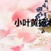 小葉黃楊木一斤多少錢（小葉黃楊木）