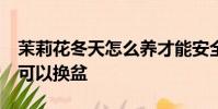 茉莉花冬天怎么養才能安全過冬?冬天茉莉花可以換盆