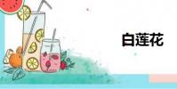 白蓮花