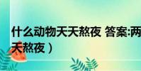 什么動物天天熬夜 答案:兩個字(什么動物天天熬夜)